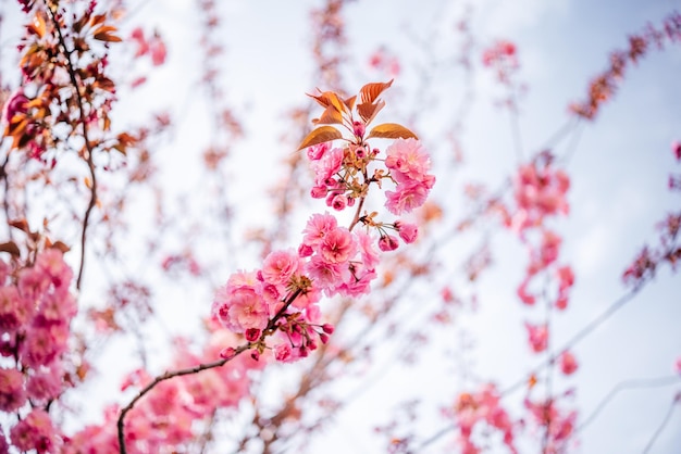 Beau cerisier japonais ou sakura fleurissant au printemps