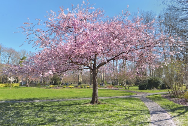 Beau cerisier rose en fleurs dans un parc au printemps