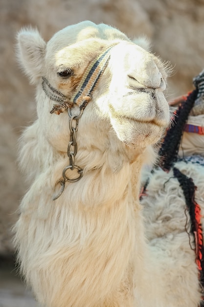 Beau Chameau Sur La Nature Près De La Mer Egypte