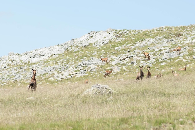 Photo beau chamois broutant dans une prairie alpine