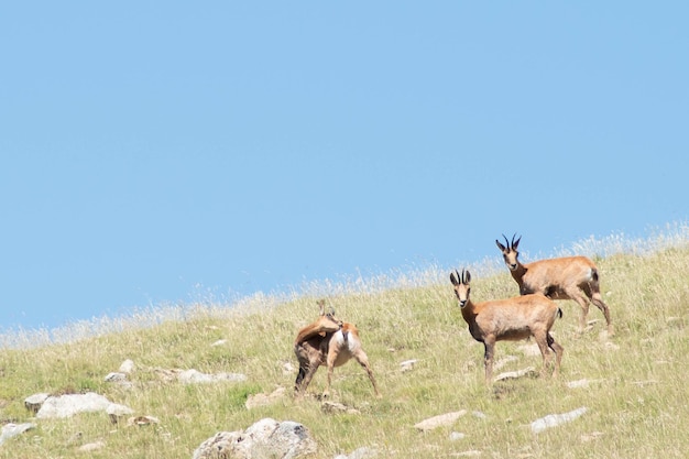 Photo beau chamois broutant dans une prairie alpine