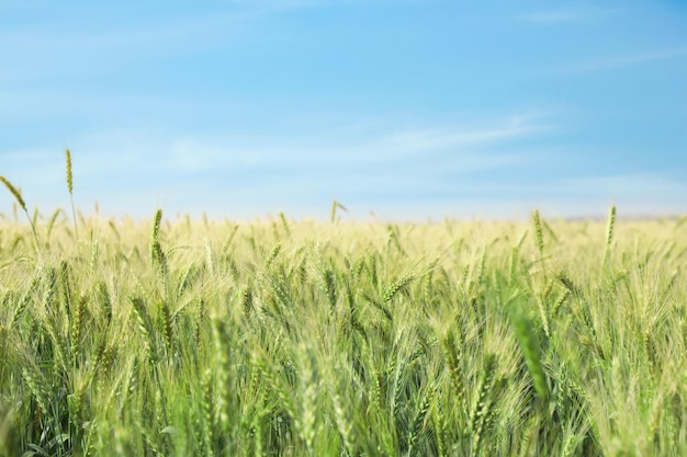 Beau champ agricole avec récolte de blé mûrissant