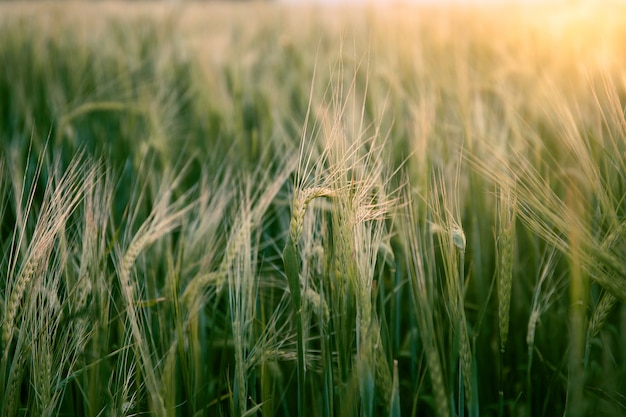 Beau champ de blé en été au coucher du soleil. La nature