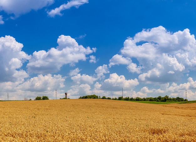 Beau champ de blé sur une journée ensoleillée Grain Harvest paysage ukrainien