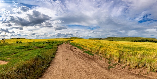 Beau champ de blé par temps venteux Champ contre le ciel Paysage ukrainien Ukraine