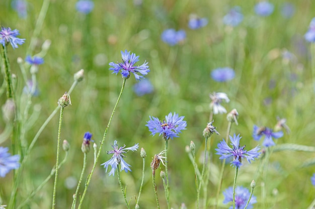 Beau champ de bleuets