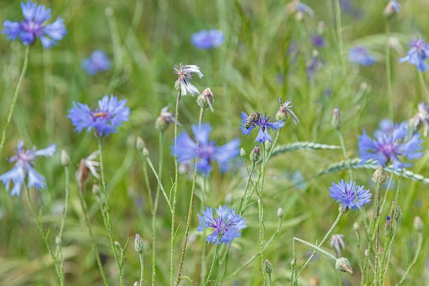 Beau champ de bleuets