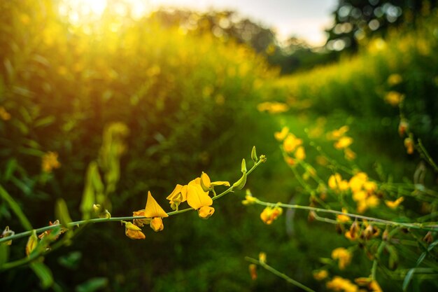 Beau champ de chanvre sunn jaune floraison jaune fleurissant dans les champs pour l'amélioration des sols au coucher du soleil ciel avec des nuages blancs en Thaïlande