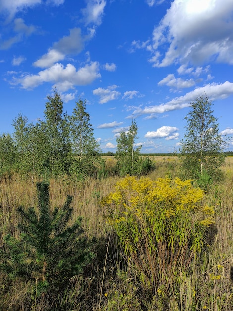 Beau champ et ciel bleu