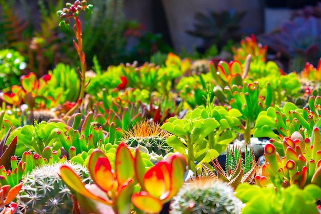 Beau champ coloré de fleurs de cactus le jour ensoleillé