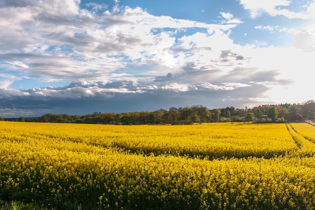 Beau champ de colza et ciel nuageux au printemps à oland, Suède.