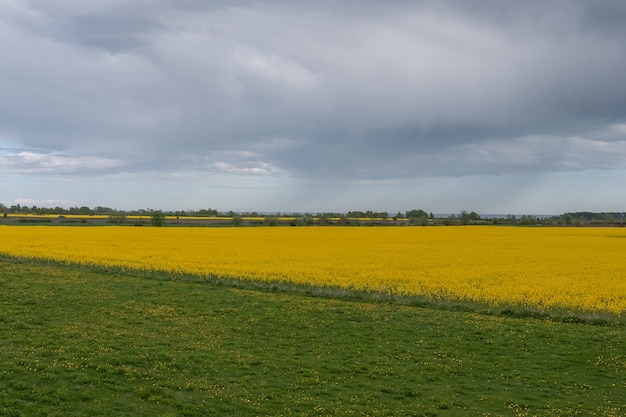 Beau champ de colza et ciel nuageux au printemps