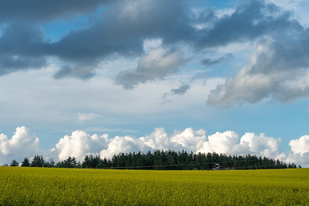 Un beau champ de colza en fleurs sur fond de nuages Des nuages d'orage en prévision de la pluie pendent au-dessus d'une prairie en fleurs avec des fleurs et des cultures agricoles