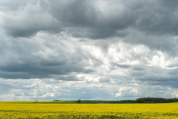 Un beau champ de colza en fleurs sur fond de nuages Des nuages d'orage en prévision de la pluie pendent au-dessus d'une prairie en fleurs avec des fleurs et des cultures agricoles