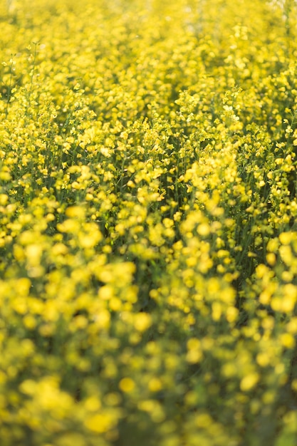 Beau champ de colza en fleurs en gros plan. Flou artistique