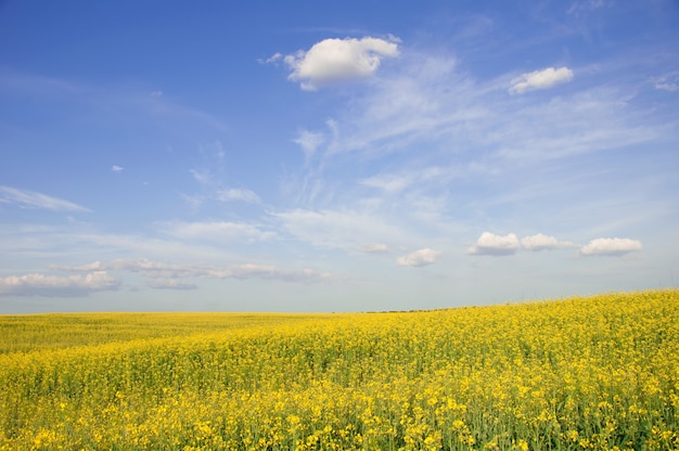 Beau champ de colza en journée ensoleillée