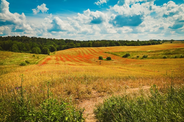 Beau champ avec des coquelicots rouges en fleurs. L'agriculture biologique en Lituanie.