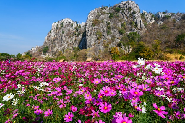 Beau Champ De Cosmos Rose Avec Des Montagnes De Calcaire