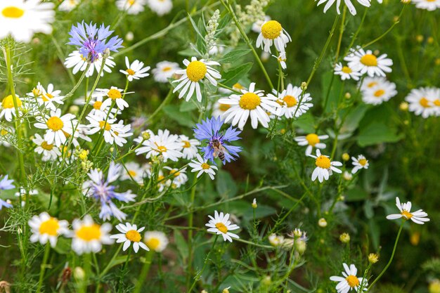 Beau champ d'été de marguerites closeup