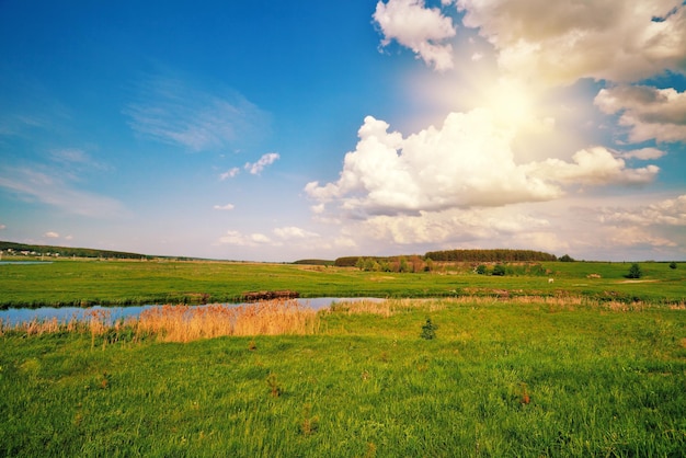 Beau champ d'été avec rivière