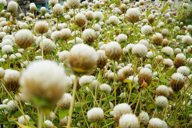 Beau champ de fleurs d'amarante globe blanc