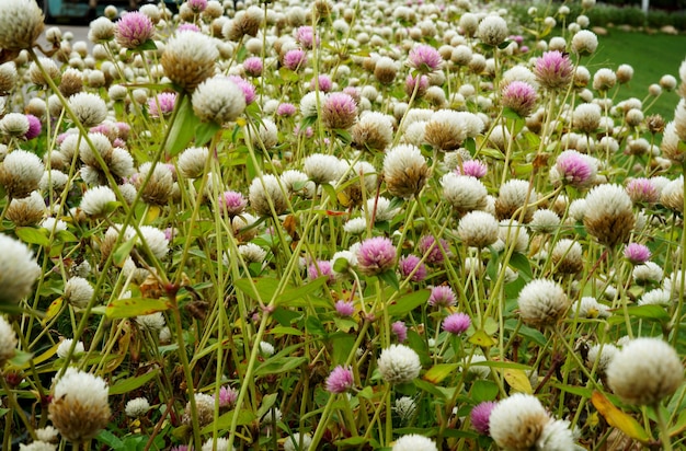 Beau champ de fleurs d'amarante globe