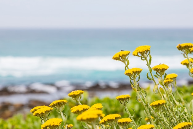 Beau champ de fleurs jaunes à la plage sous le ciel nuageux