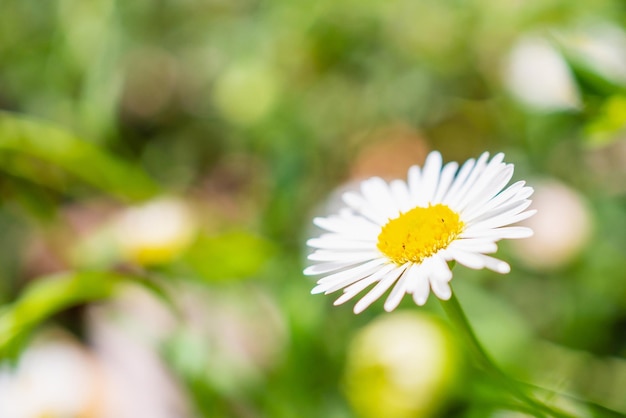 Beau champ de fleurs de marguerite sur le pré vert