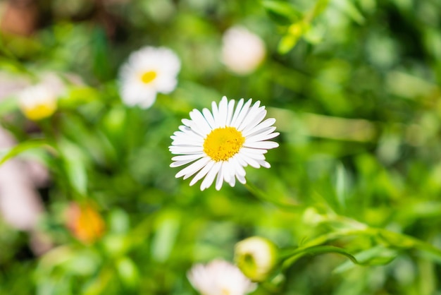 Beau champ de fleurs de marguerite sur le pré vert