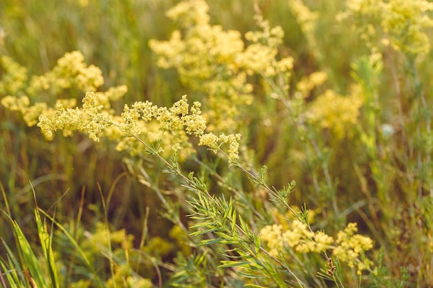 Beau champ de fleurs sauvages de mimosa dans la chaleur du soleil Beauté nature poussant de l'herbe à fleurs jaunes