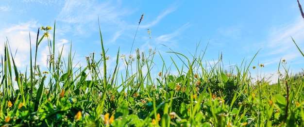 Beau champ avec de l'herbe et des fleurs contre le ciel bleu