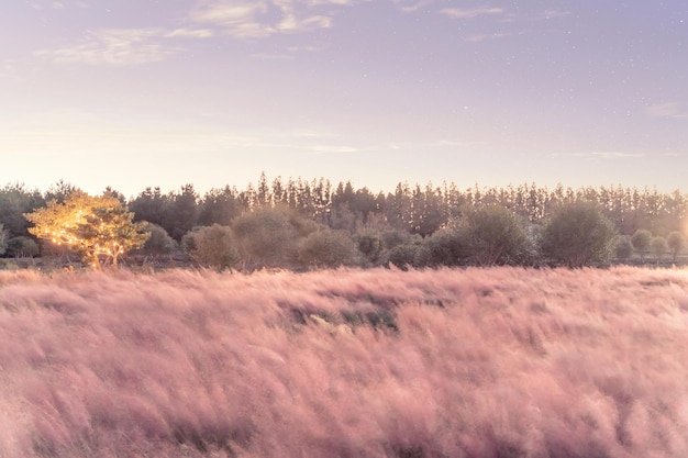 Photo beau champ d'herbe muhly rose avec le soleil couchant et les étoiles