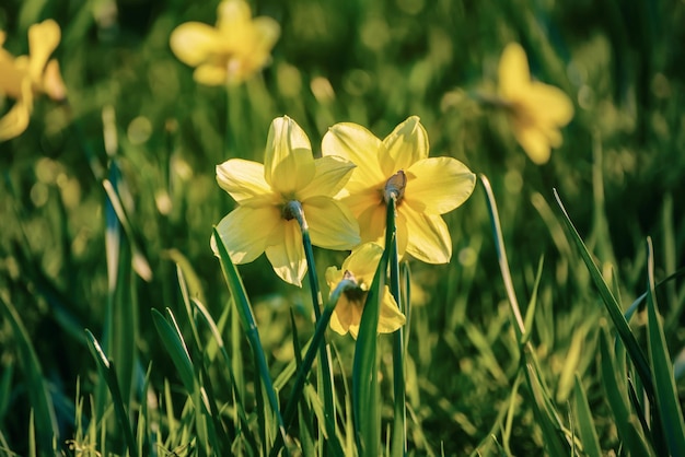 Beau champ de jonquilles jaunes au printemps