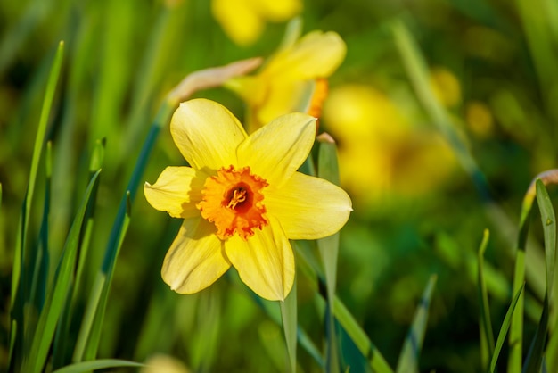 Beau champ de jonquilles jaunes au printemps