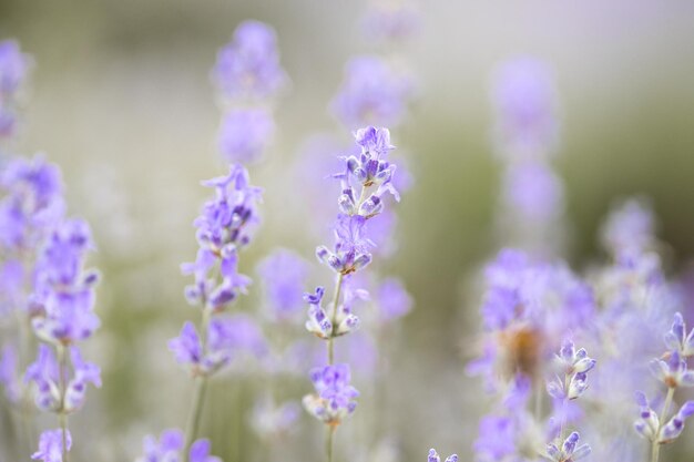 Beau champ de lavande au lever du soleil Fond de fleur pourpre Plantes aromatiques violettes en fleurs