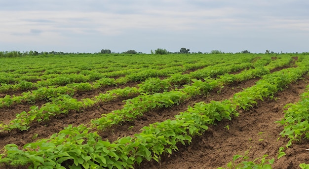 un beau champ de légumes