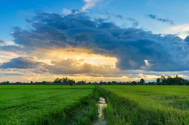 Beau champ de maïs ou de maïs de champ vert en Asie pays récolte agricole avec ciel coucher de soleil