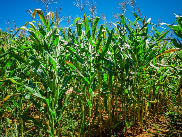 Beau champ de maïs, plantation de maïs et ciel bleu.