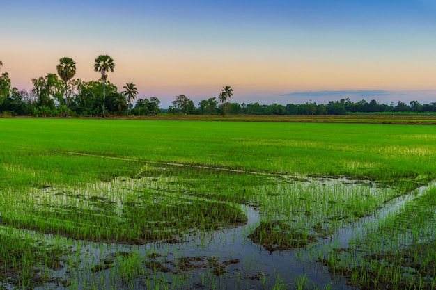 Beau champ de maïs vert ou maïs dans l'agriculture de pays d'Asie récolte avec fond de ciel coucher de soleil.