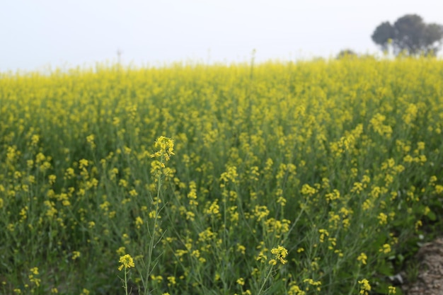 beau champ de moutarde noire avec des fleurs sauvages vertes poussant en Inde