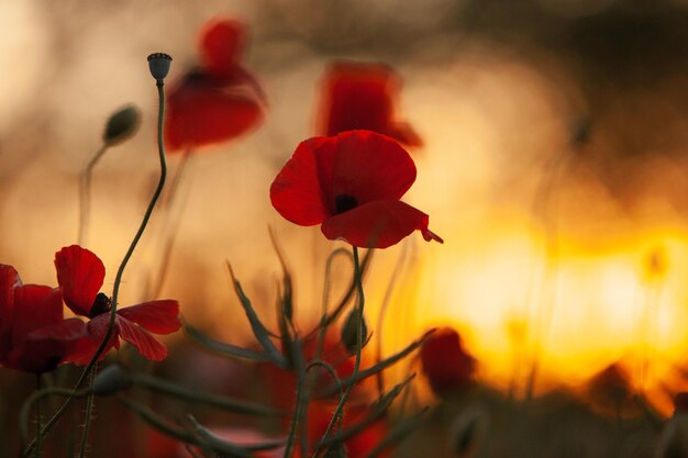 Photo beau champ de pavots rouges au coucher du soleil près de la lumière des fleurs de pavot rouge dans un champ