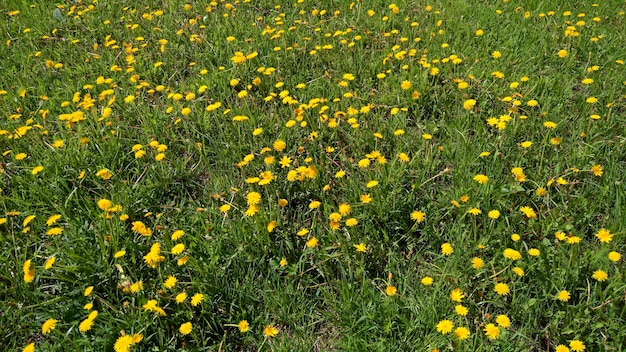 Beau champ de prairie avec des fleurs de pissenlit jaune herbe fraîche fond naturel vert printemps