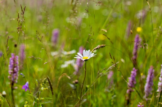 Beau champ de prairie avec des fleurs sauvages. Printemps