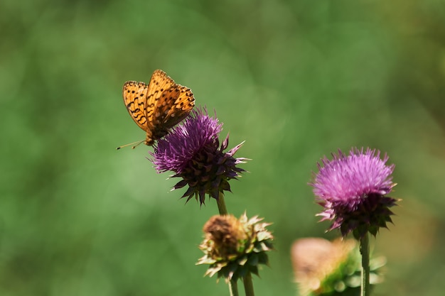 Beau champ de prairie avec des fleurs sauvages