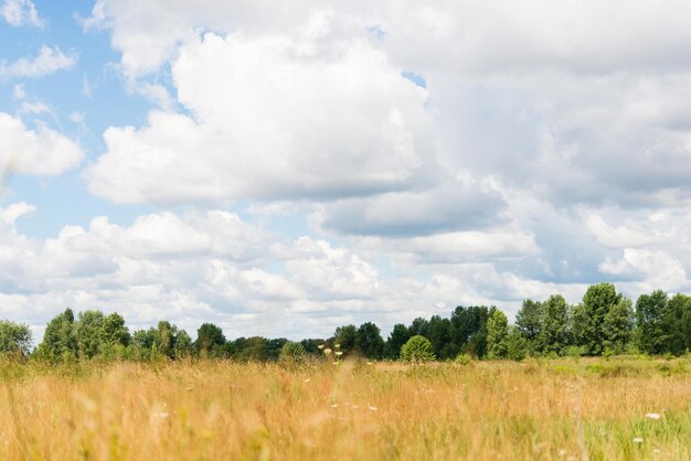 Beau champ de prairie avec de l'herbe fraîche et des fleurs de pissenlit jaune dans la nature contre un ciel bleu flou avec des nuages