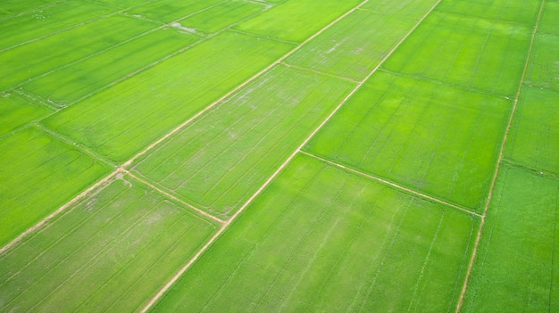 Beau champ de riz vert dans le nord de la Thaïlande