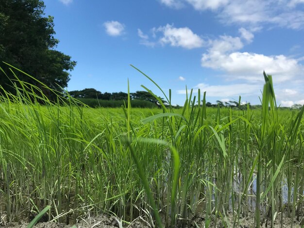 Un beau champ de riz vert sous un ciel bleu