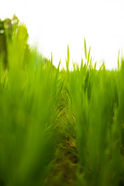 beau champ rural vert à la scène de campagne en plein air au coucher du soleil