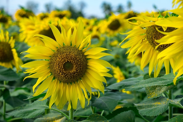 Beau champ de tournesol à la ferme