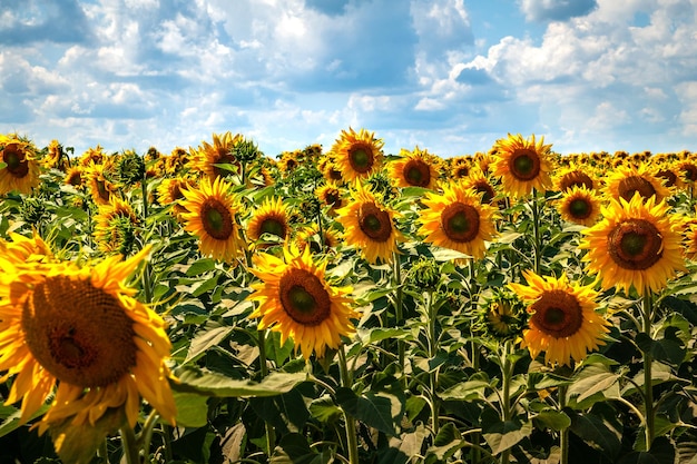 Beau champ de tournesol en fleurs Fleurs de tournesol en fleurs sur un champ de tournesols et un ciel bleu